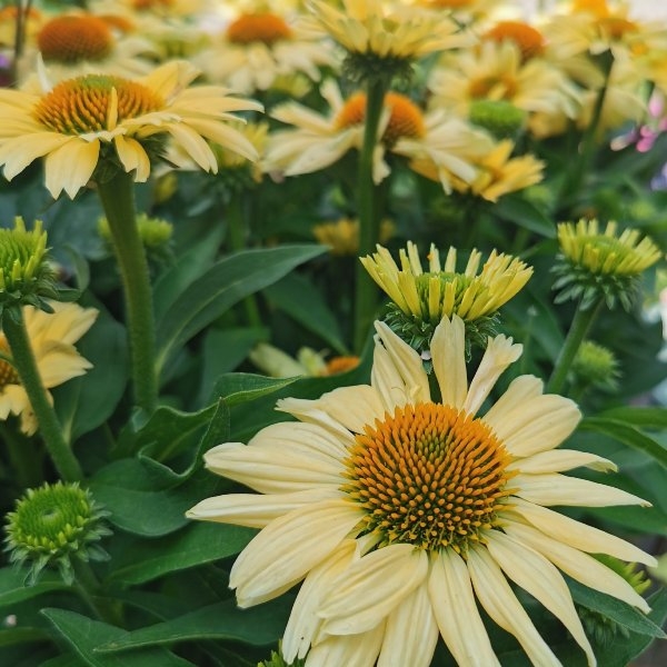 Echinacea summer Bild 1